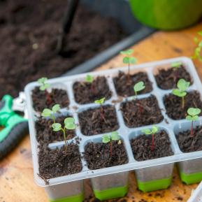 Miracle-Gro Peat Free Compost For Seeds, Plugs & Young Plants – 20 Litre Bag With 5-Week Feed-678749